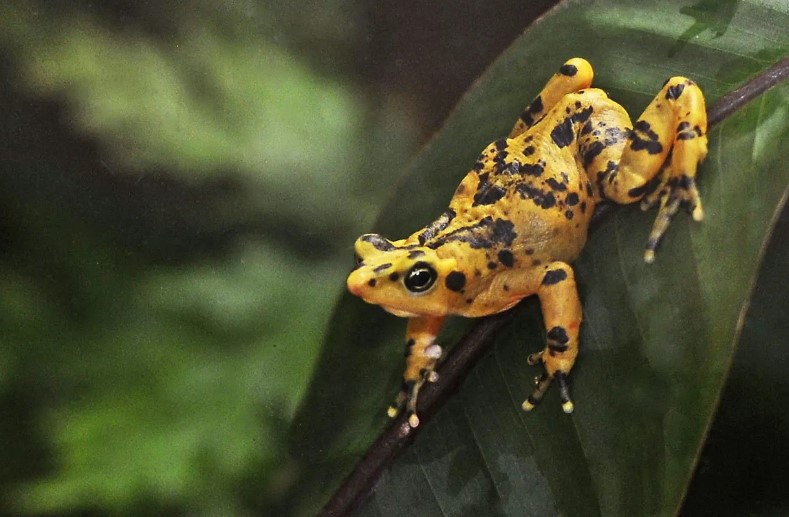 5 loài sinh vật thoát khỏi sự tuyệt chủng vĩnh viễn nhờ con người