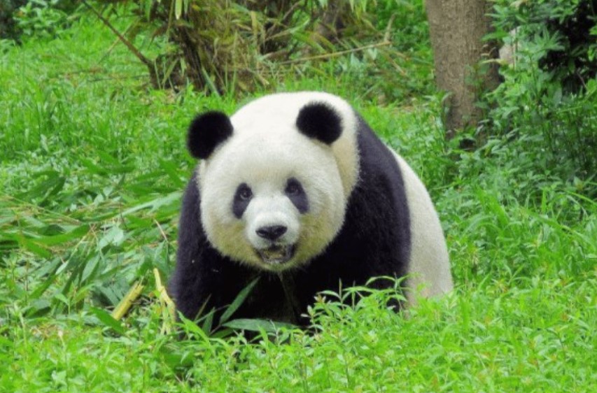 Sự thật về vẻ ngây thơ của gấu trúc: Hóa ra lại hung dữ đến mức ngay cả hổ và sư tử cũng không dám gây sự với nó