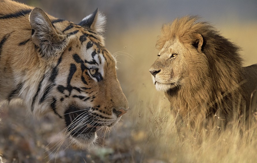 Tại sao sư tử là 'vua rừng xanh' mà không phải hổ?