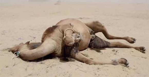 Giải đáp thắc mắc: Tại sao không được đụng vào xác lạc đà trong sa mạc? Nó phát nổ khi chạm vào?