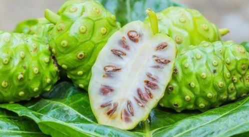 Tác dụng của quả nhàu và cách sử dụng hiệu quả