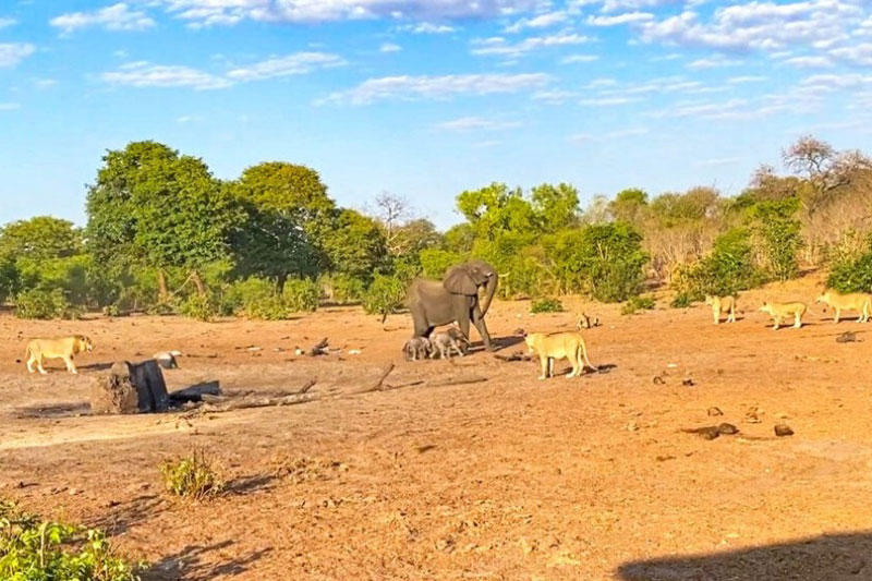 
Chạm trán đàn sư tử, voi mẹ bất đắc dĩ hy sinh một trong hai voi con để bảo vệ con còn lại