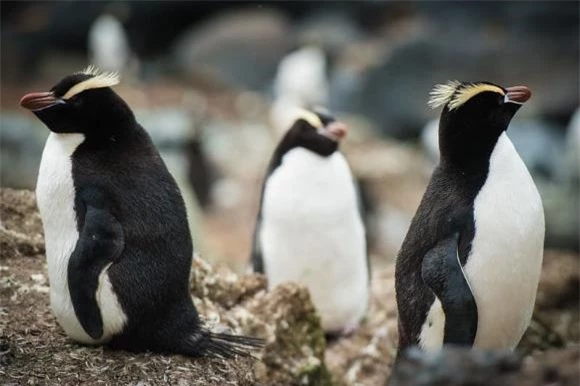 kiến thức, chim cánh cụt, chim cánh cụt mào 