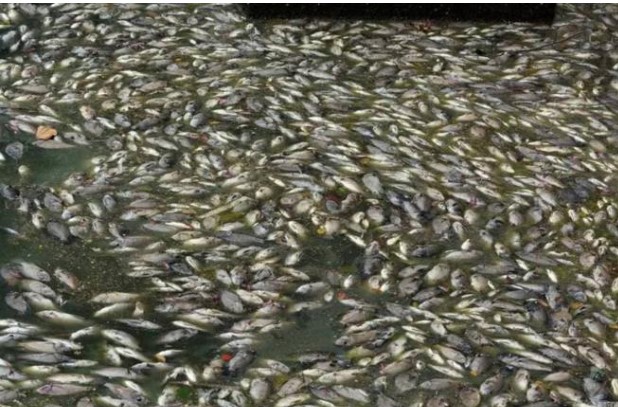 Có một dòng sông kỳ lạ ở châu Phi, đến mùa mưa thì đầy cá chết, sát nhân ở ngay bên cạnh nhưng ngư dân không dám lại gần?