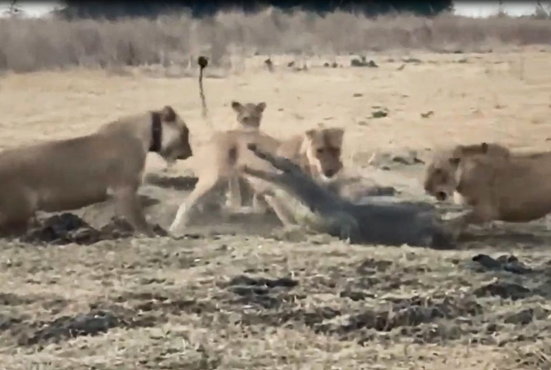 Clip: Cá sấu lên bờ, thất thủ trước bầy sư tử