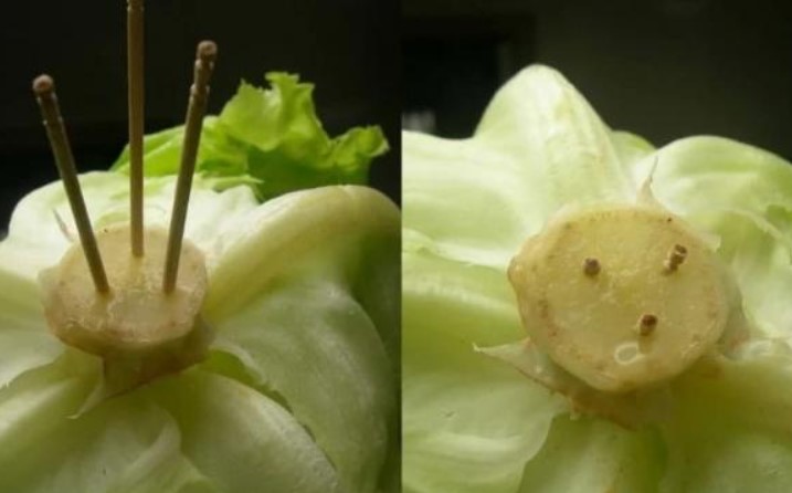 Cắm que tăm vào cuống rau xà lách, mẹo kỳ lạ nhưng mang đến lợi ích tuyệt vời