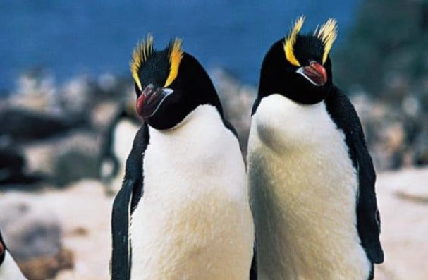 Hành vi kỳ lạ ở chim cánh cụt: đẻ 2 quả trứng mỗi mùa sinh sản, nhưng luôn bỏ đi 1 quả, lý do bất ngờ đằng sau!