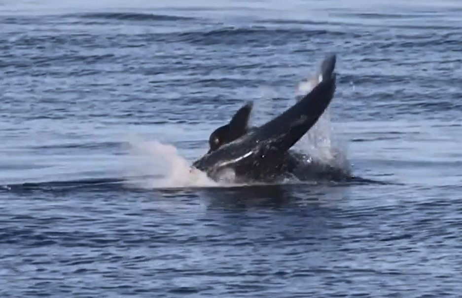 Clip: Khoảnh khắc gây sốc, sư tử biển xé toạc cá mập xanh