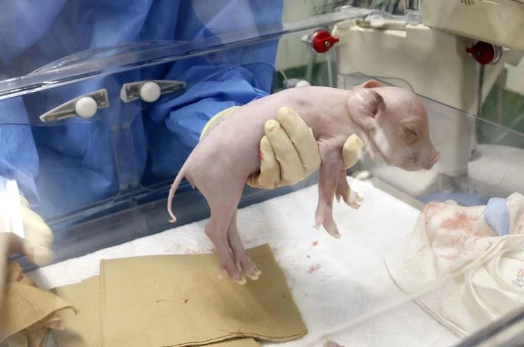 Nhật Bản tạo giống lợn có nội tạng phù hợp cho cấy ghép.