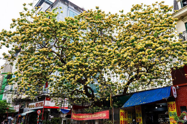 Loài hoa có tên cực lạ nhuộm vàng góc trời Hà Nội, nay bỗng thành điểm check-in cực "hot" của tháng 4