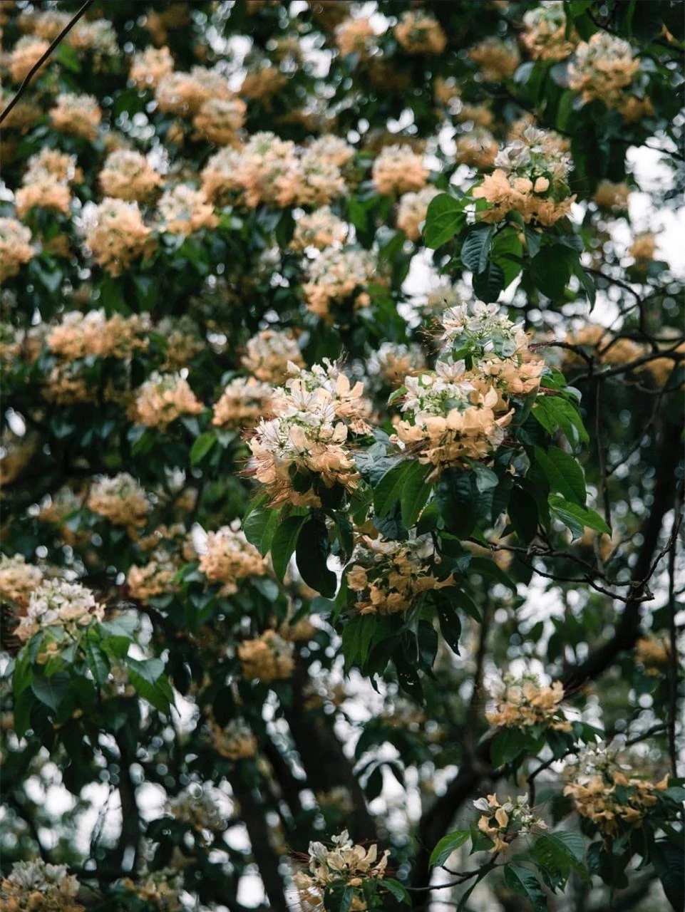 Loài hoa có tên cực lạ nhuộm vàng góc trời Hà Nội, nay bỗng thành điểm check-in cực "hot" của tháng 4- Ảnh 13.