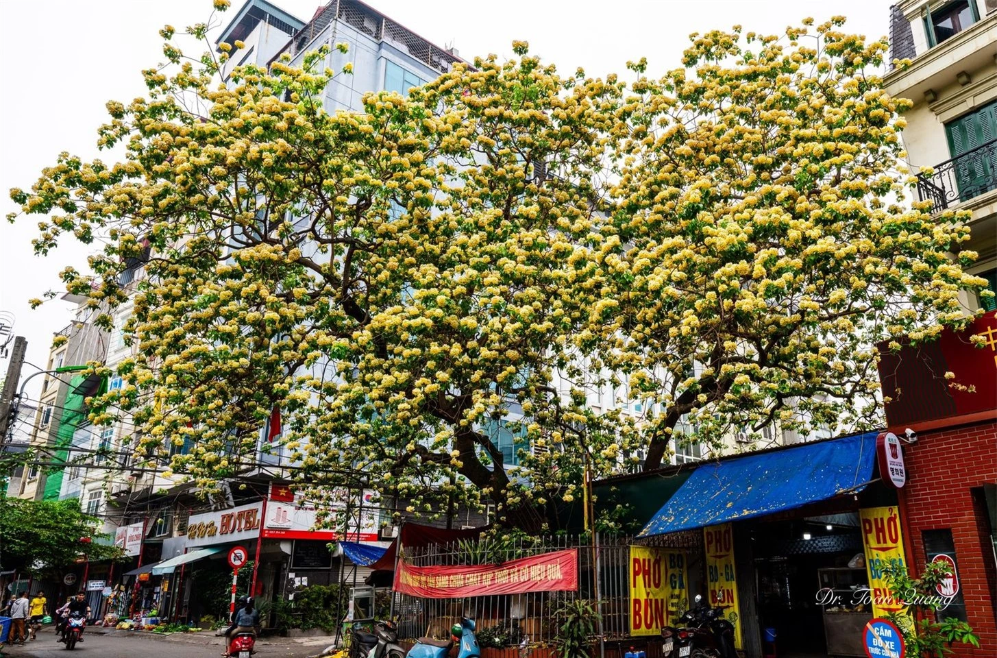 Loài hoa có tên cực lạ nhuộm vàng góc trời Hà Nội, nay bỗng thành điểm check-in cực "hot" của tháng 4- Ảnh 18.