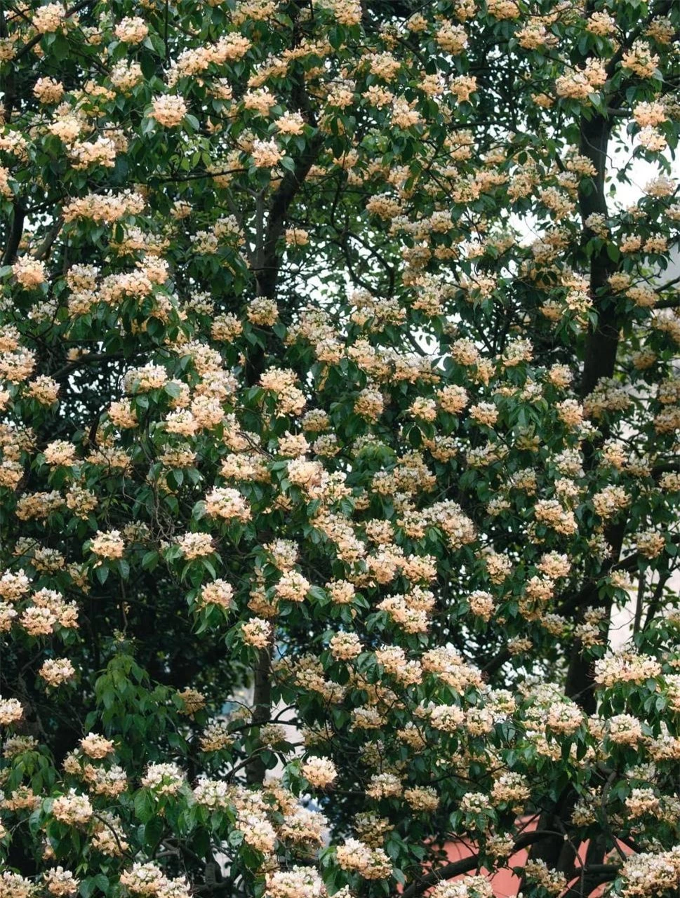 Loài hoa có tên cực lạ nhuộm vàng góc trời Hà Nội, nay bỗng thành điểm check-in cực "hot" của tháng 4- Ảnh 2.