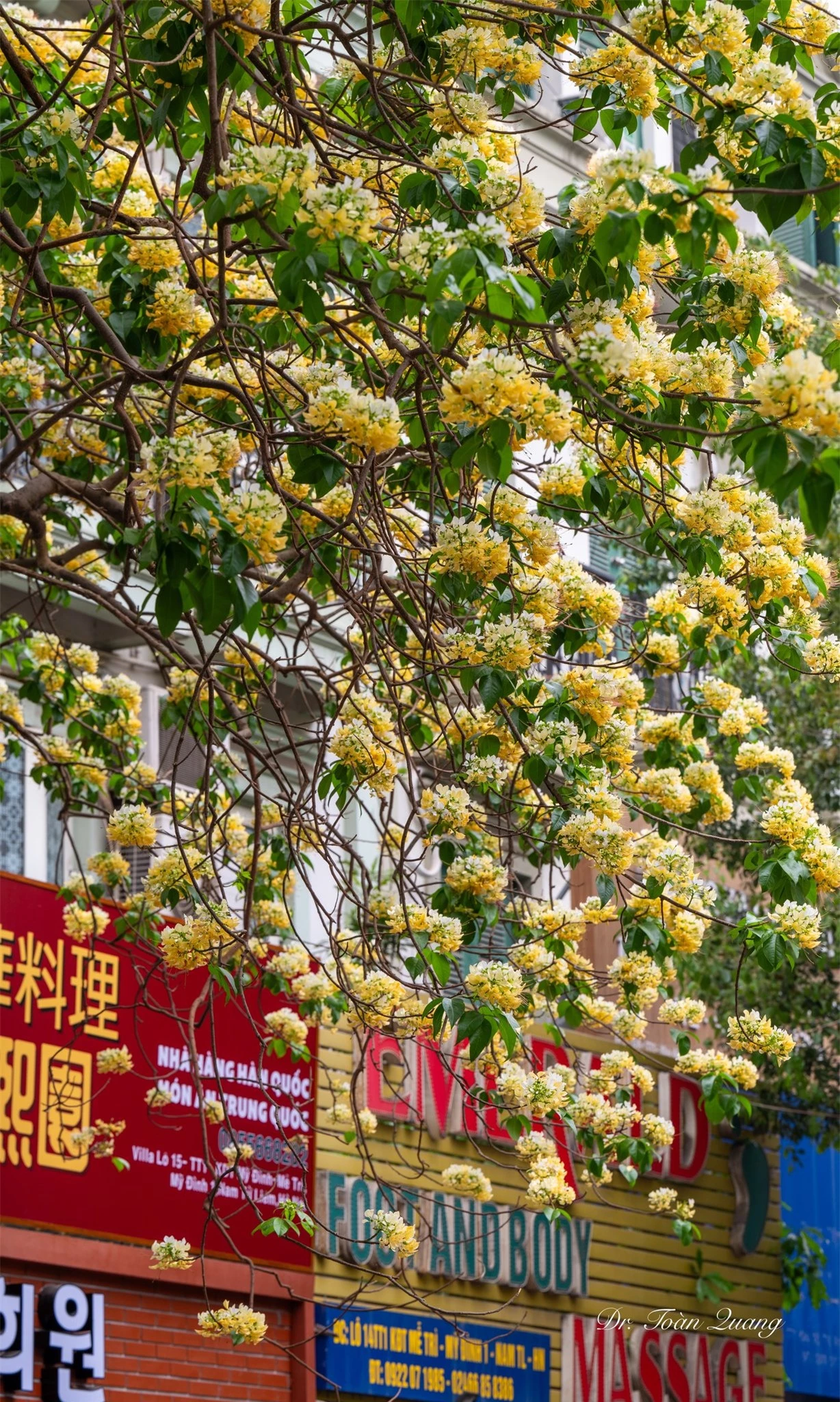 Loài hoa có tên cực lạ nhuộm vàng góc trời Hà Nội, nay bỗng thành điểm check-in cực "hot" của tháng 4- Ảnh 20.