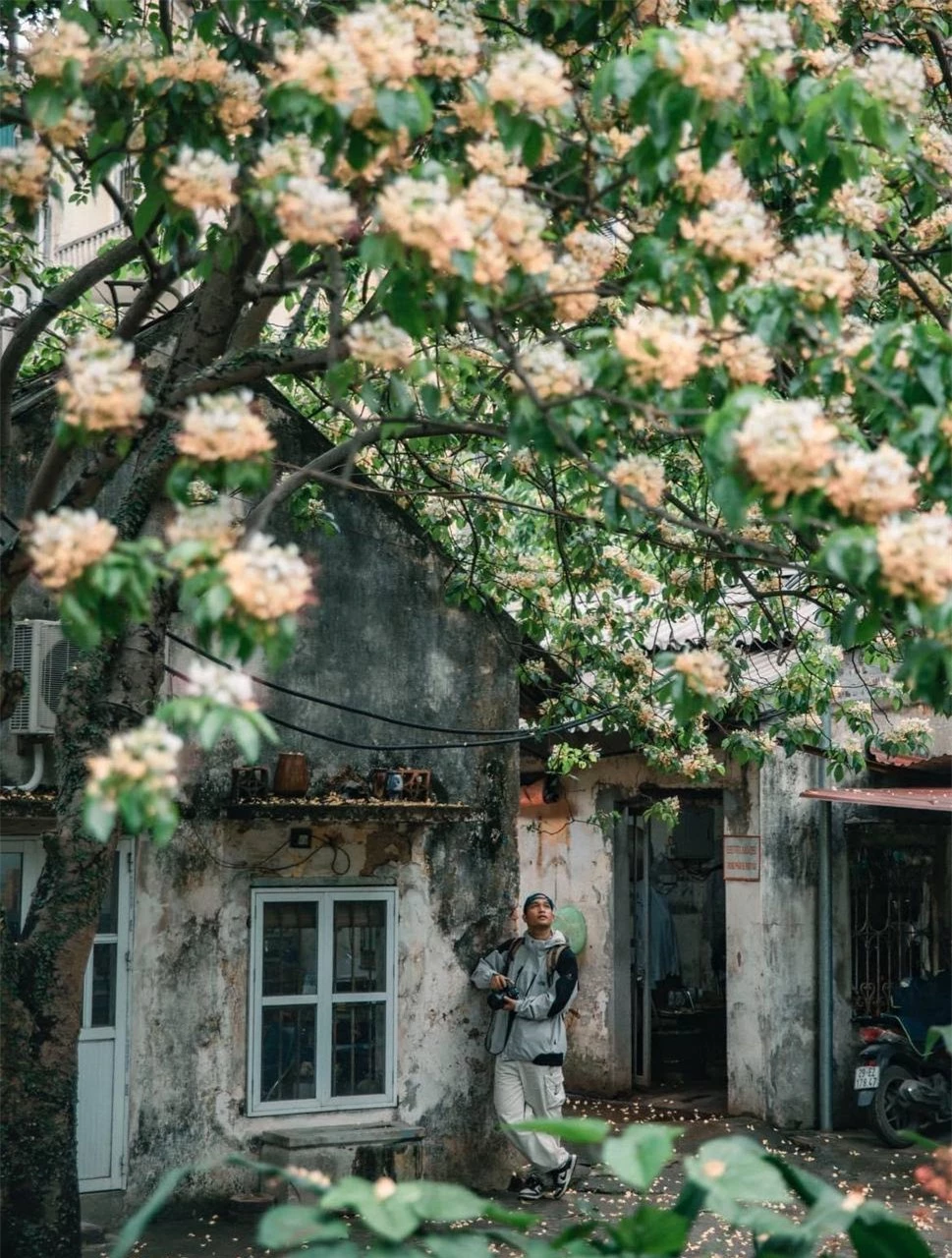 Loài hoa có tên cực lạ nhuộm vàng góc trời Hà Nội, nay bỗng thành điểm check-in cực "hot" của tháng 4- Ảnh 3.