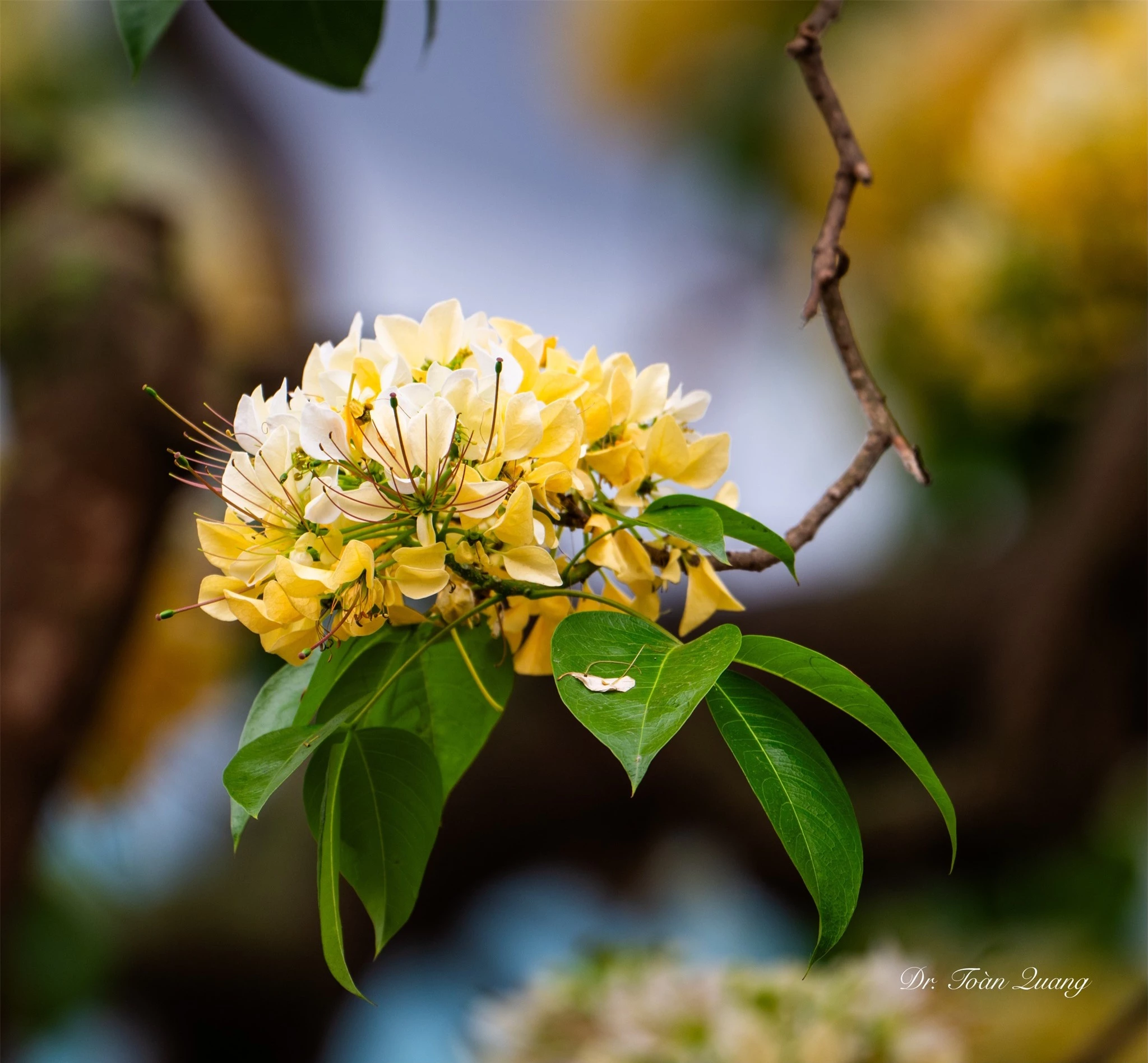 Loài hoa có tên cực lạ nhuộm vàng góc trời Hà Nội, nay bỗng thành điểm check-in cực "hot" của tháng 4- Ảnh 4.