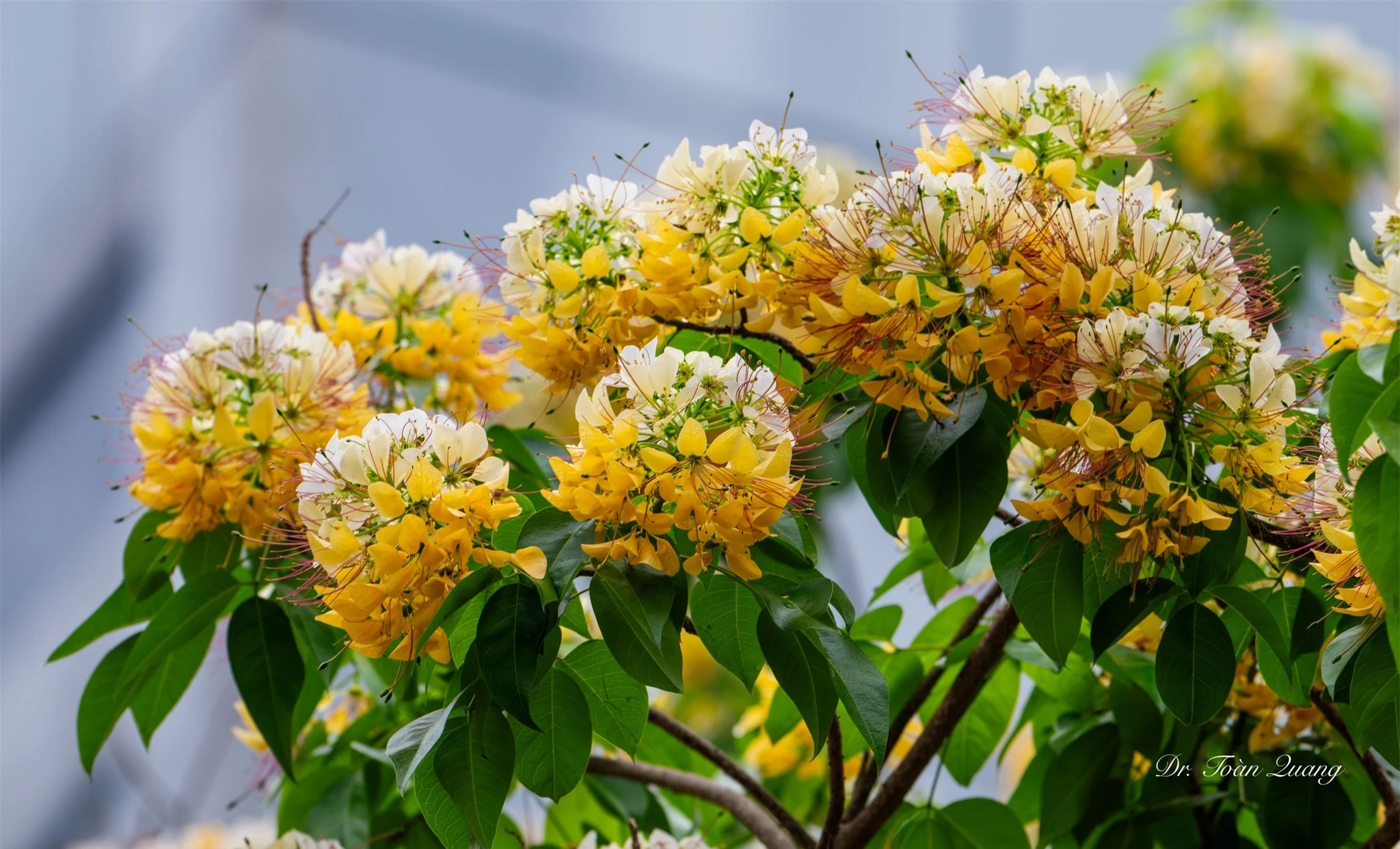 Loài hoa có tên cực lạ nhuộm vàng góc trời Hà Nội, nay bỗng thành điểm check-in cực "hot" của tháng 4- Ảnh 5.