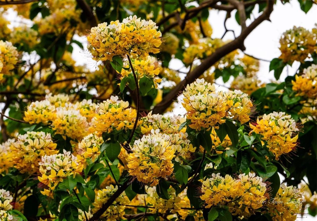 Loài hoa có tên cực lạ nhuộm vàng góc trời Hà Nội, nay bỗng thành điểm check-in cực "hot" của tháng 4- Ảnh 6.