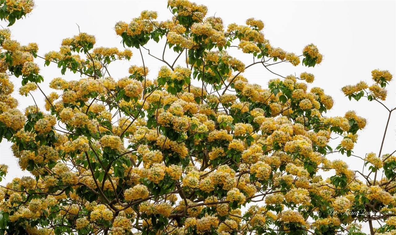 Loài hoa có tên cực lạ nhuộm vàng góc trời Hà Nội, nay bỗng thành điểm check-in cực "hot" của tháng 4- Ảnh 7.