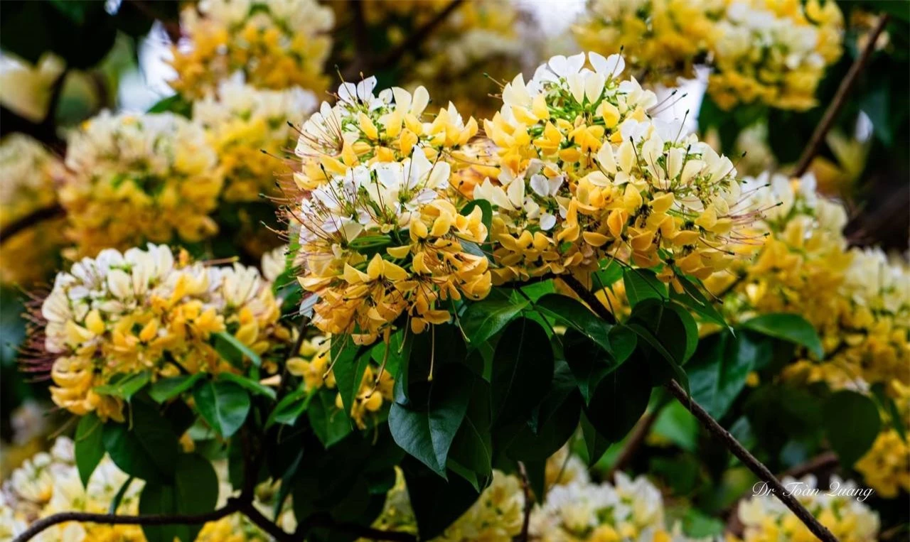 Loài hoa có tên cực lạ nhuộm vàng góc trời Hà Nội, nay bỗng thành điểm check-in cực "hot" của tháng 4- Ảnh 8.