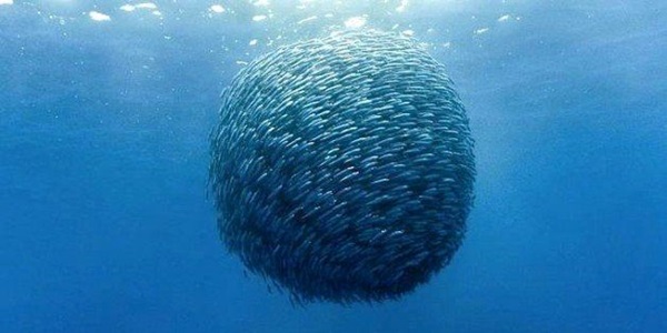 More silent than a fish? A school of them