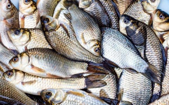 Đây là loại cá sông ngon và nhiều chất bổ nhất thế giới, người sành ăn nhất định nên biết