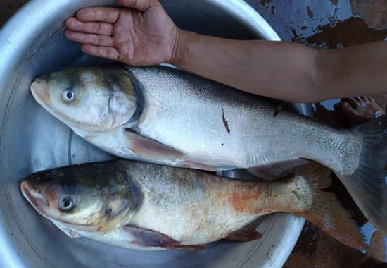 Những loại cá bổ ngang tổ yến, giá rẻ, bán đầy ngoài chợ nhưng ít ai ăn