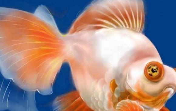 Tại sao con người ăn nhiều loại cá nhưng lại không ăn cá vàng? Cuối cùng tôi đã tìm ra nguyên nhân