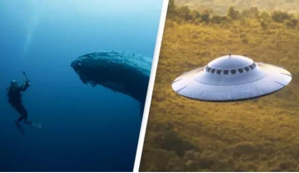 Cuộc trò chuyện đầu tiên giữa con người với cá voi, đây có thể là tiền đề để tiếp xúc với người ngoài hành tinh?