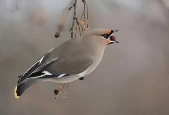 Top 5 loài vật say xỉn hơn con người: Số 2 rất phổ biến ở Việt Nam, số 5 phải đi cai nghiện rượu