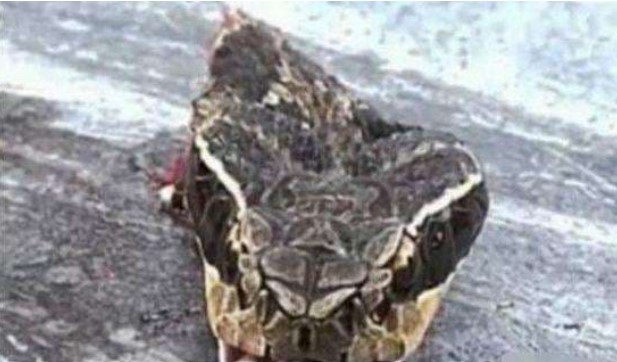 Những loài động có thể sống sau khi bị đứt đầu, con người ở mức thấp nhất