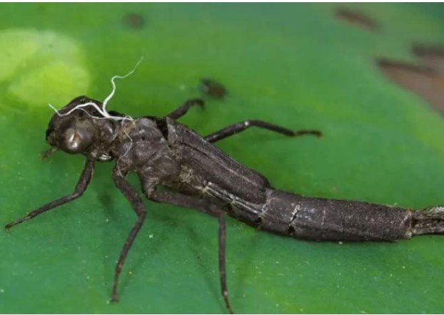 Nó là bậc thầy diệt muỗi, tiêu diệt 3.000 con muỗi mỗi năm, nhưng lại đang bị con người bắt số lượng lớn làm món ngon