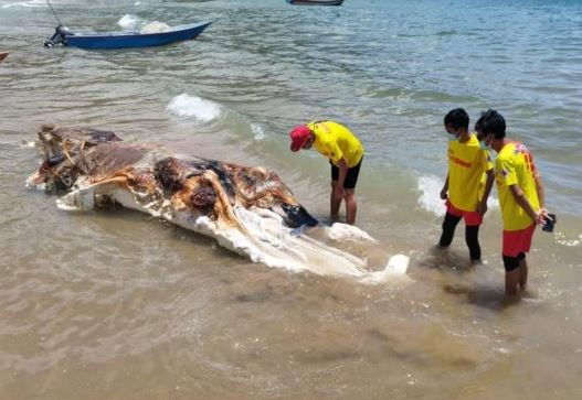 Cận cảnh sinh vật bí ẩn gây chấn động Malaysia: Như một khối thịt khổng lồ đến từ hành tinh khác