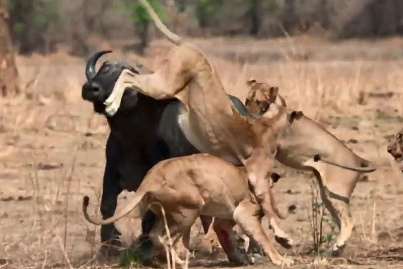 Clip: Trâu rừng ác chiến, húc bay sư tử để tìm đường sống