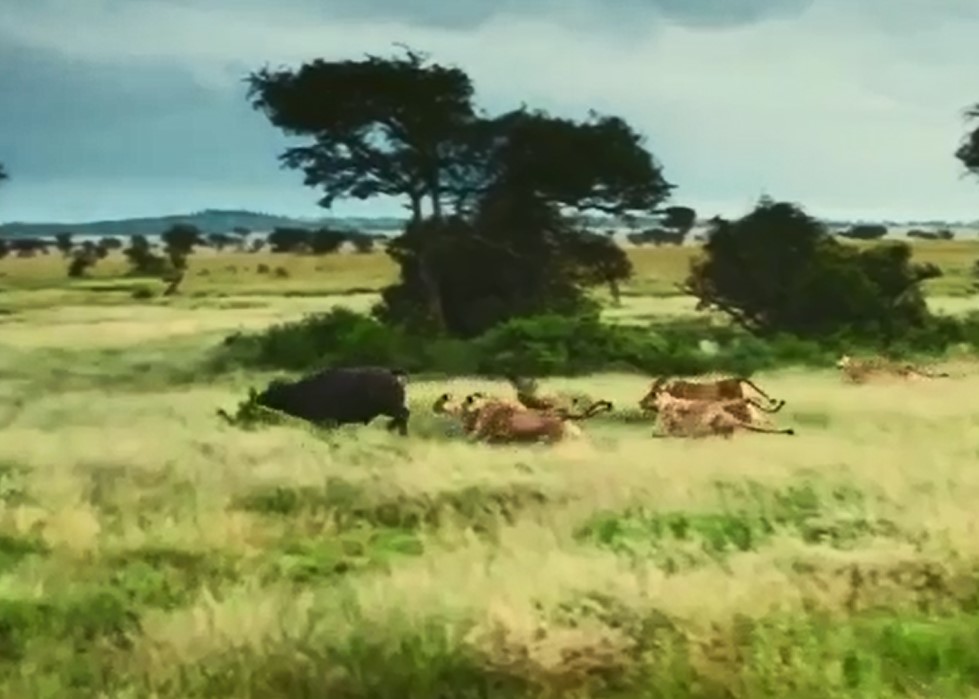 Trâu rừng dũng mãnh húc bay sư tử, thoát chết ngoạn mục