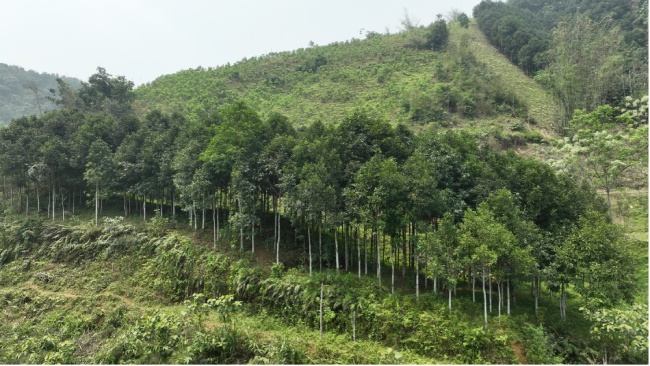 Phát động chương trình trồng cây "Sống khoẻ góp xanh" tại Phú Thọ, Thanh Hoá