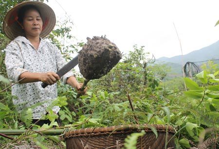 Mùa trứng kiến: Bà con tranh thủ săn lộc rừng
