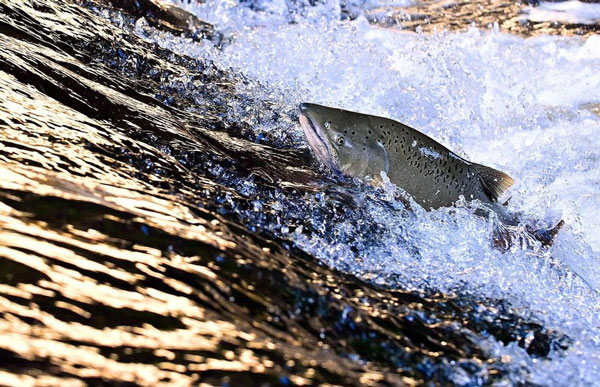 Loài cá đang trên bờ tuyệt chủng lần đầu tiên trở về "quê nhà" sau hơn 80 năm