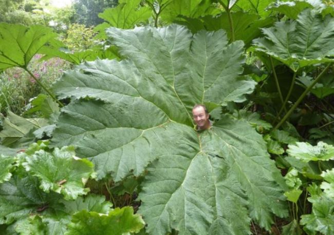 Kỳ lạ hòn đảo nhiều loại cây cao gấp 5 bình thường, như lạc vào hành tinh khác 