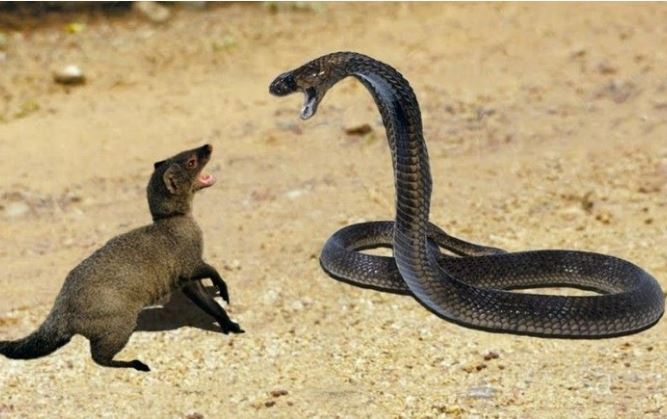 Cảm thấy cuộc sống quá tẻ nhạt, loài động vật chỉ to bằng mèo nhà tìm đến rắn hổ mang để "va chạm"