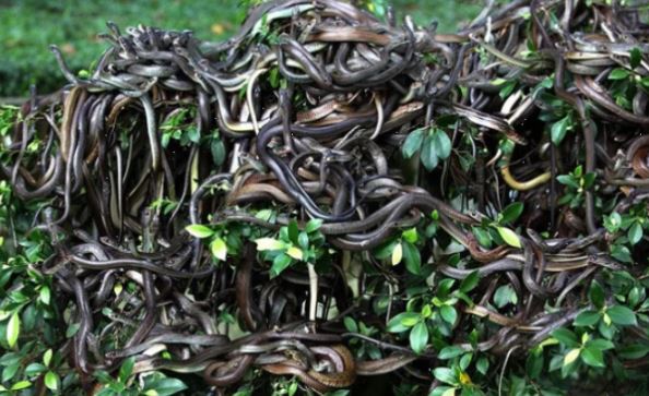 Khám phá hòn đảo có hàng trăm nghìn con rắn độc, nơi loài người không dám đặt chân