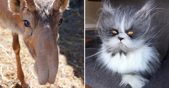 17 bức ảnh về các loài động vật cho thấy tự nhiên còn ẩn chứa đầy rẫy những điều kỳ thú