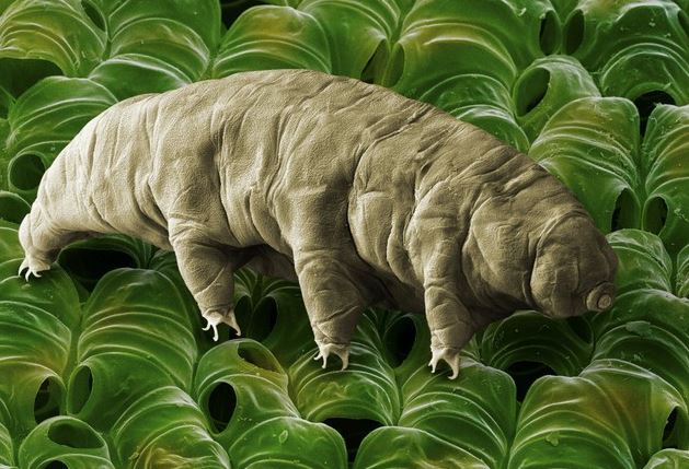 5 loài động vật nhịn đói giỏi nhất trên Trái đất: Có loài sống khỏe dù 30 năm không có thức ăn