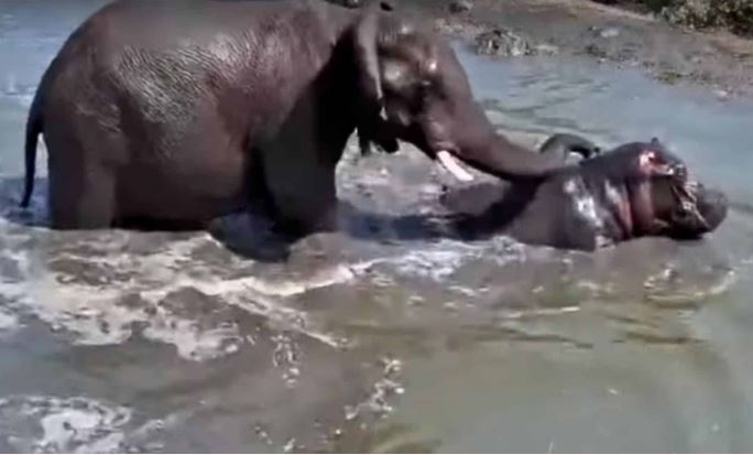 Loài động vật duy nhất có thể "bắt nạt" hà mã châu Phi