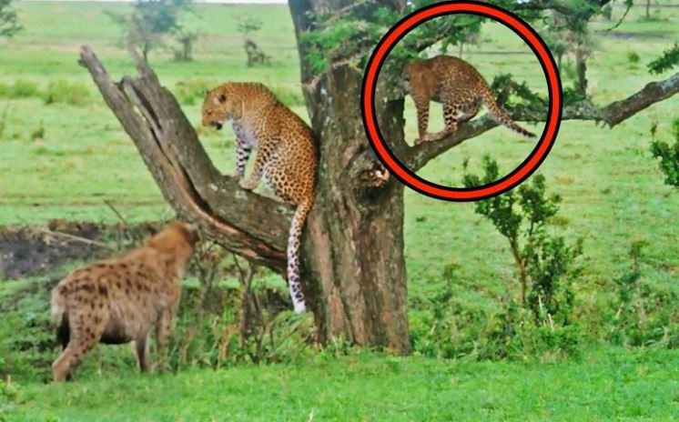 Loài động vật khiến cả gia đình nhà báo hoa mai phải sợ hãi, co ro trốn trên cành cây