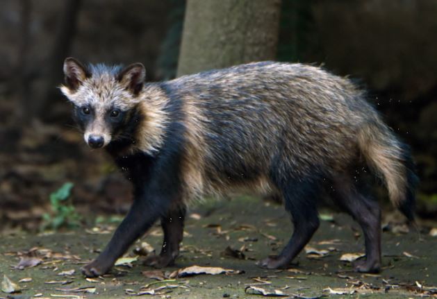 Khai quật mộ cổ, bất ngờ thấy 'quái thú' còn sống bên trong