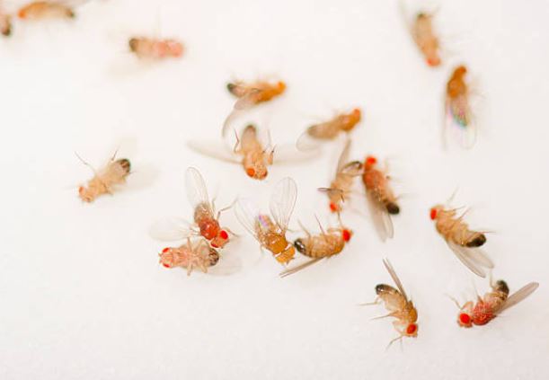 Bất ngờ loài vật được đánh giá khó tiêu diệt sẽ lìa đời sớm hơn khi chứng kiến cái chết