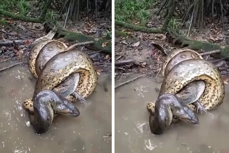 CLIP: Trăn Anaconda siết chết cá sấu caiman ở rừng Amazon