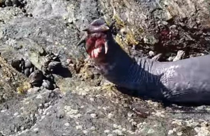 Loại sinh vật giống lươn khiến cả quái vật to lớn cũng phải khiếp sợ