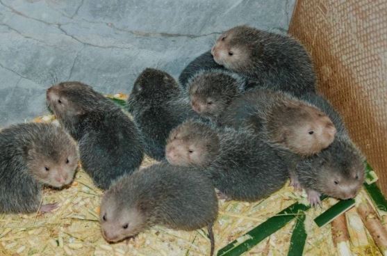 Đặc sản xưa không ai ăn, giờ thành món ngon trong nhà hàng hạng sang, giá đắt đỏ vẫn được ưa chuộng